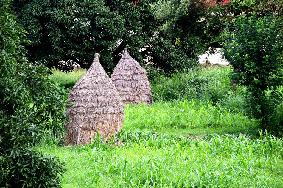 forest environment