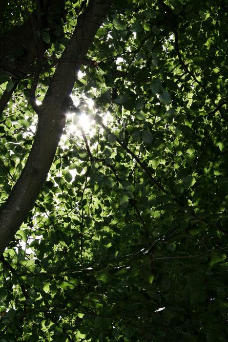 Green Forest Leaves at shadow
