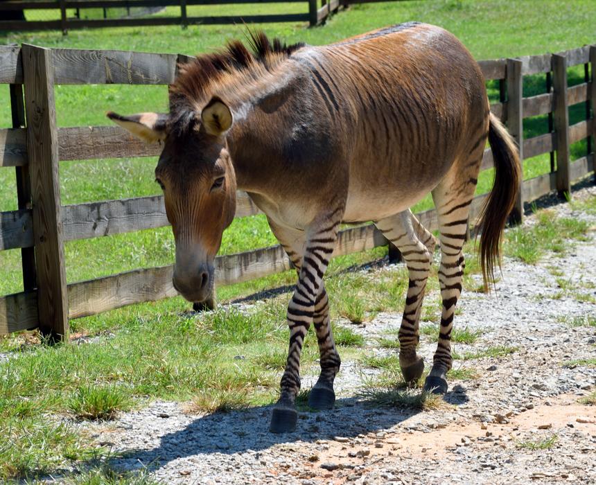 Zonkey Animal Mammal Half