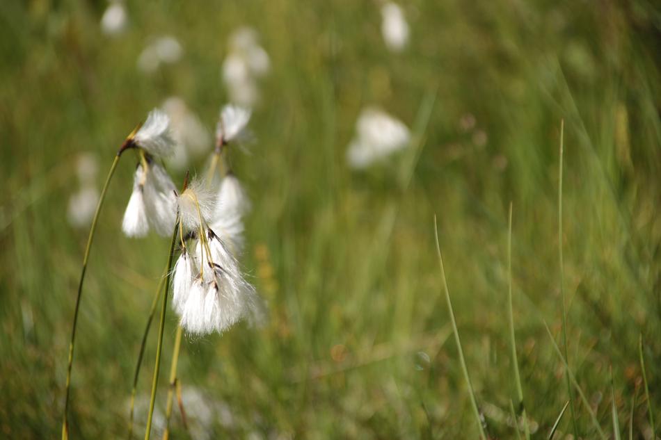 Mountain Flower Nature Cotton
