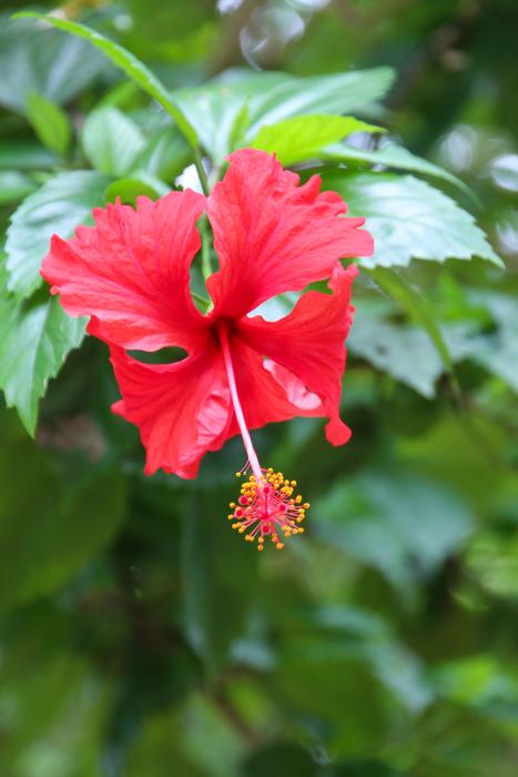 red flower with leaves