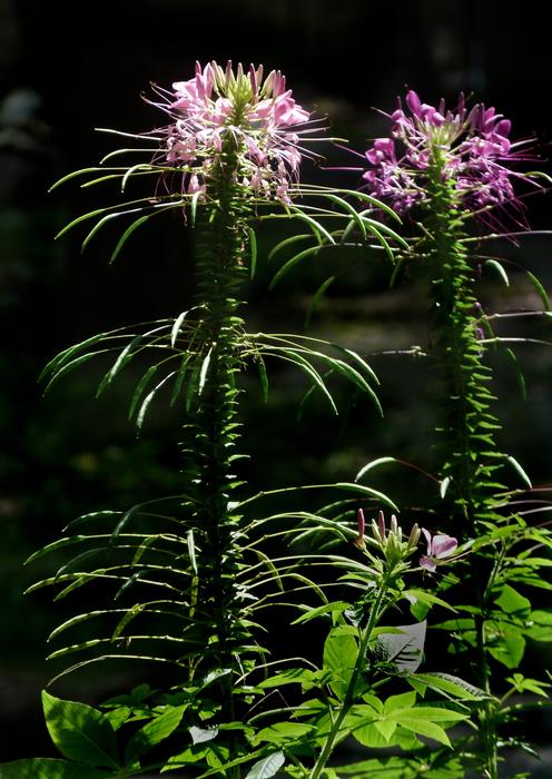 purple Cleome Flower Flora