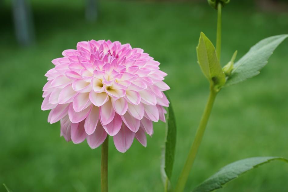 pink Flower Plant in Nature