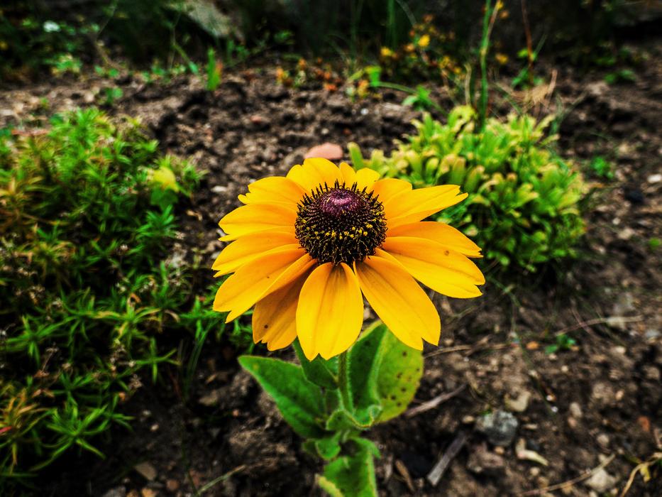 Green and Yellow Flower in spring