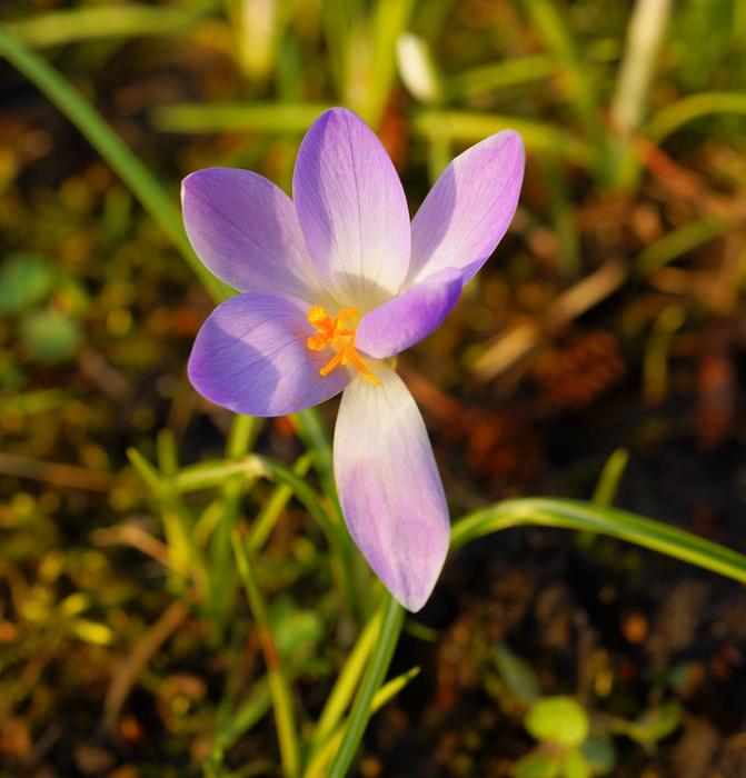 Flower Blossom Bloom