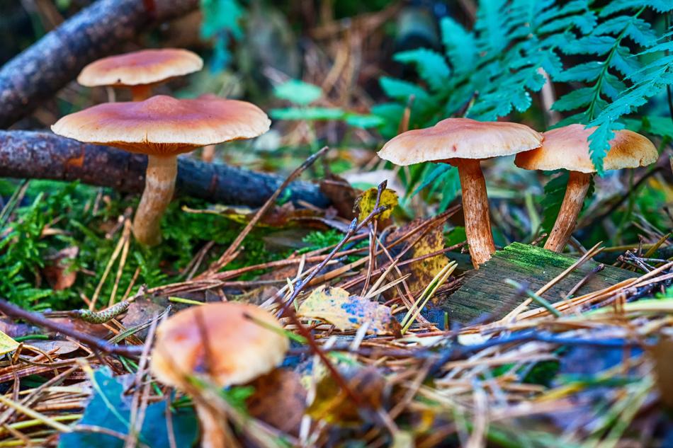 Forest Autumn Mushroom