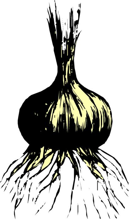 drawing of an onion with roots