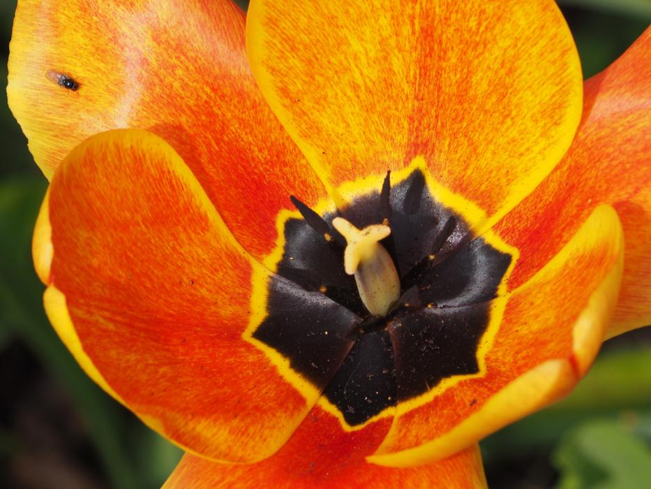 Flower Nature