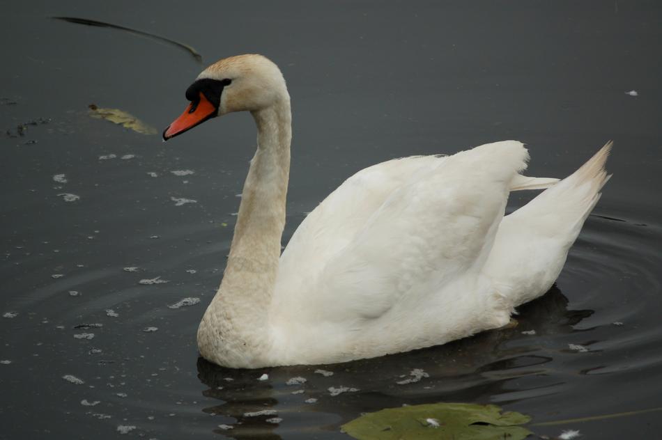 A white swan in a lake landscape is beautiful