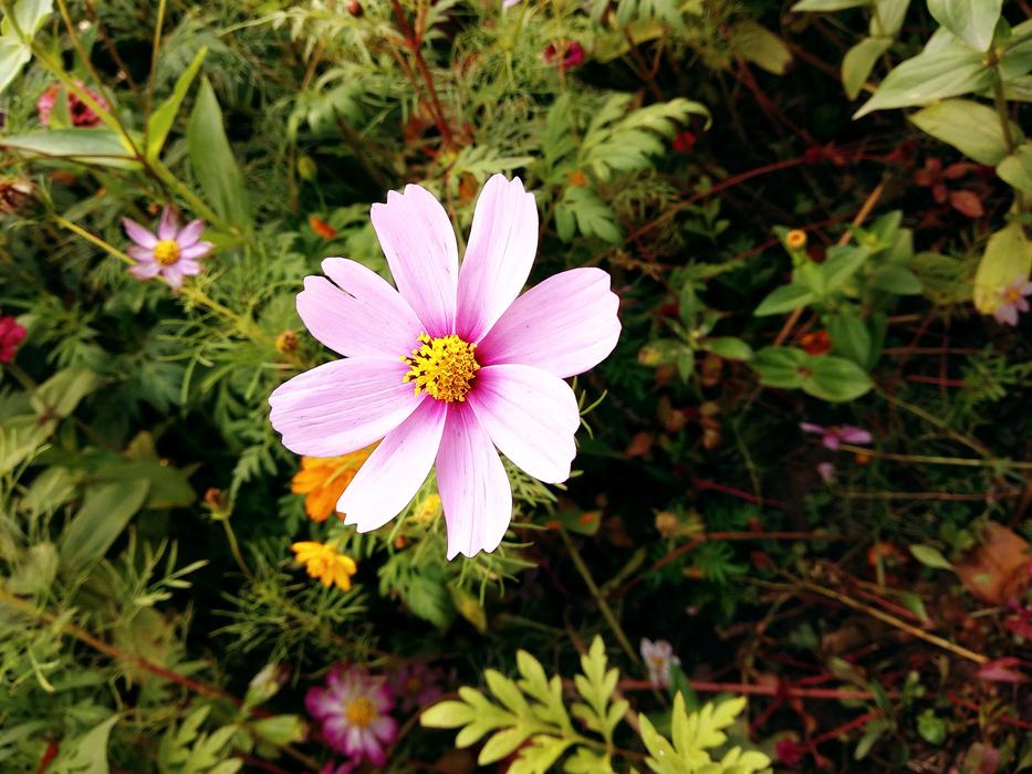 pink Flower Natural Plant