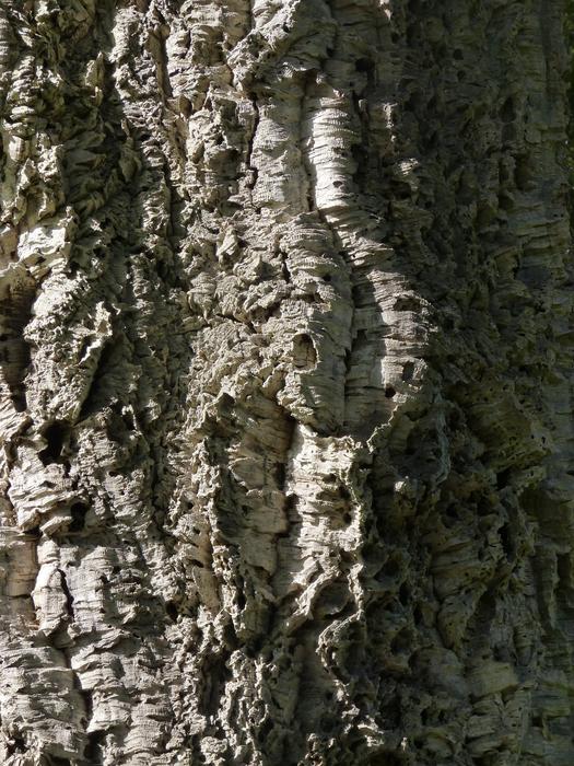 gnarled wood texture