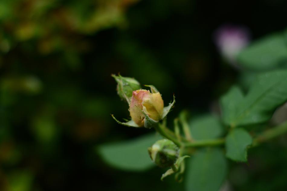 Yellow Rose Flower in spring