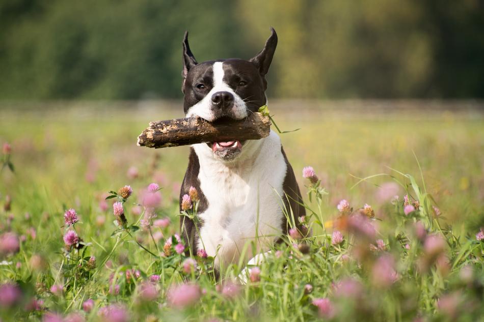 Mammal Dog in Grass