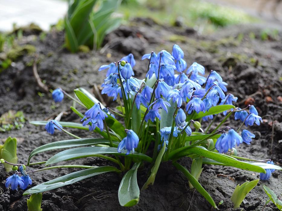 Scilla Snowdrop Nature