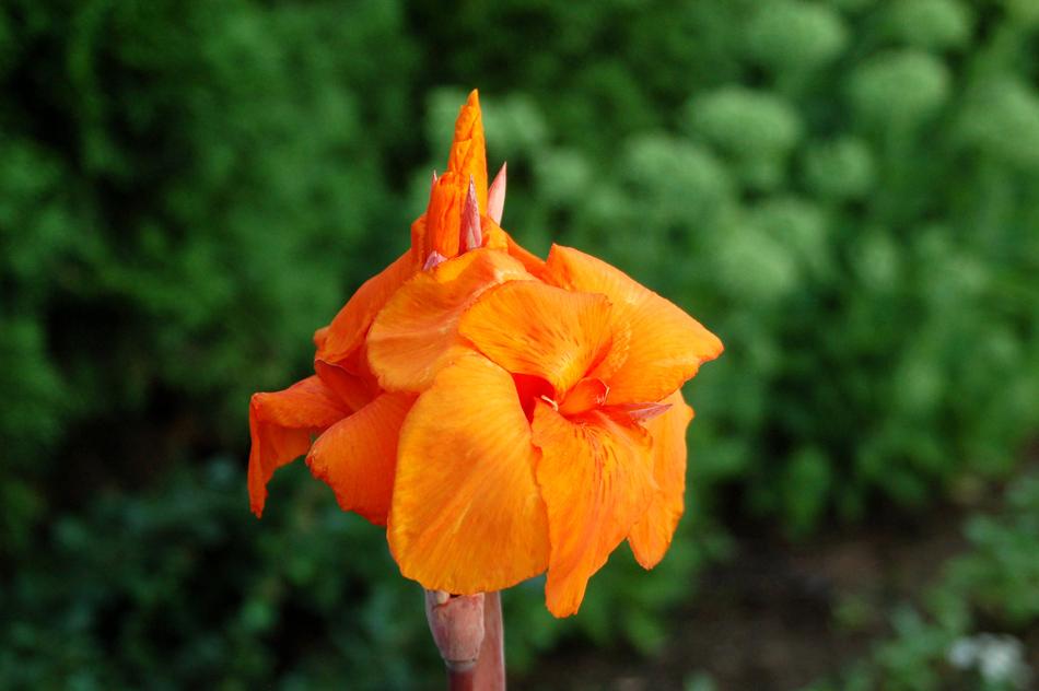 orange Kanna Flower in Summer