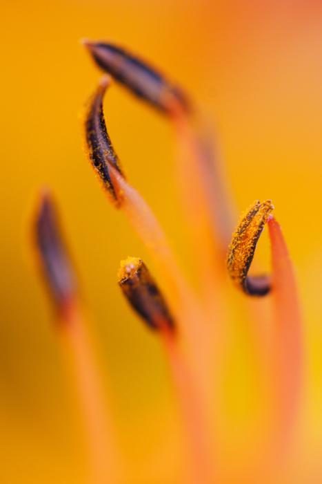 Macro Flower blur garden