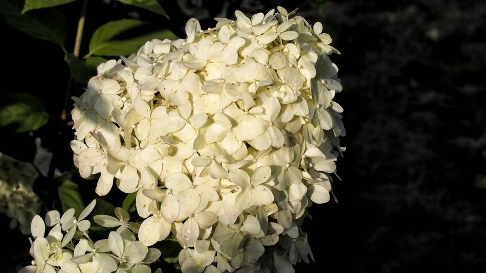 hidrangea unusual forest