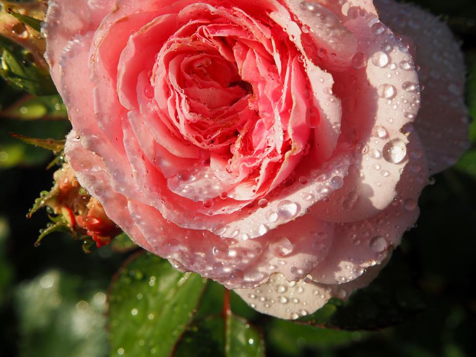 Rose Flower Blossom