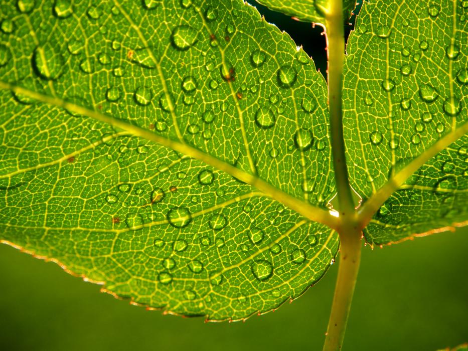 Leaf Leaves Green Close