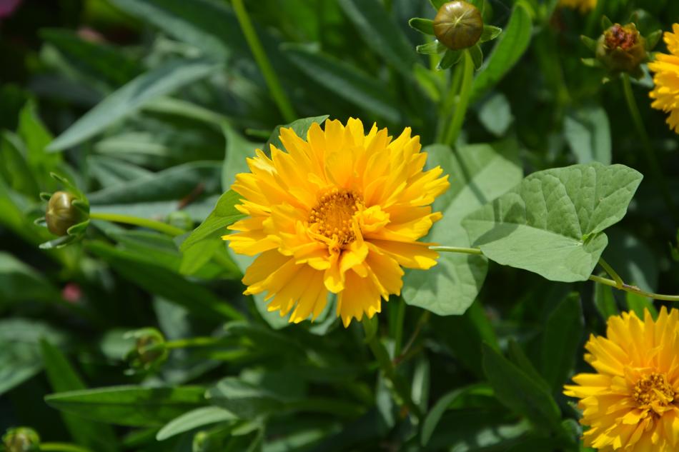 a gorgeous flower bud on the foliage