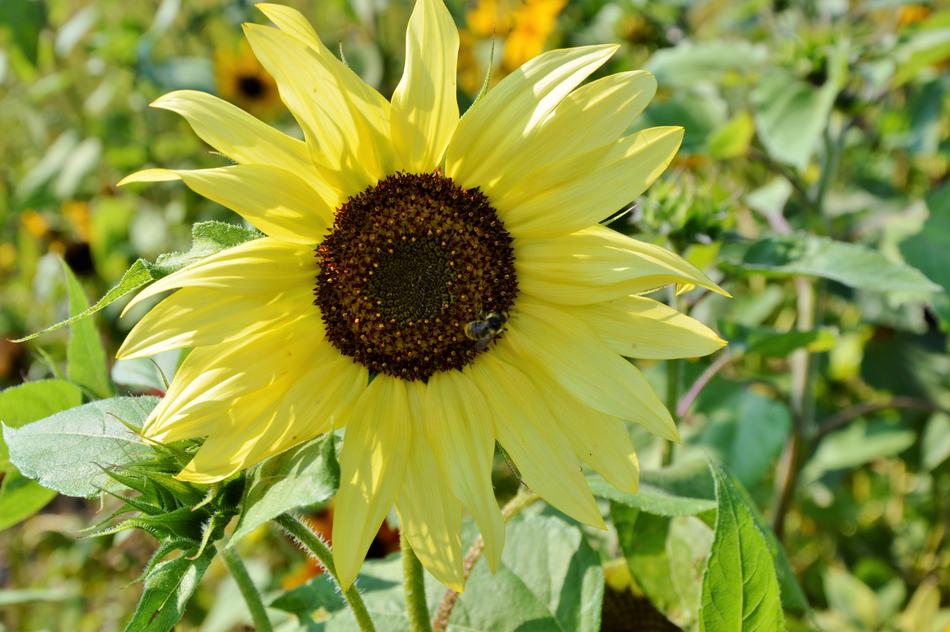 Sunflower Flower Yellow