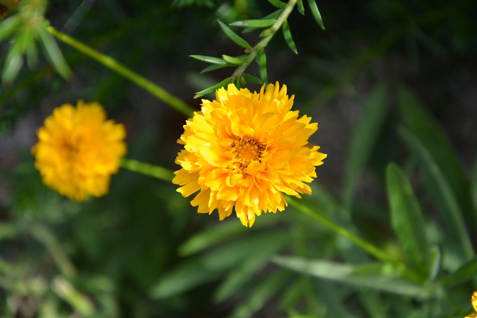 Yellow Flowers Petals in the Garden