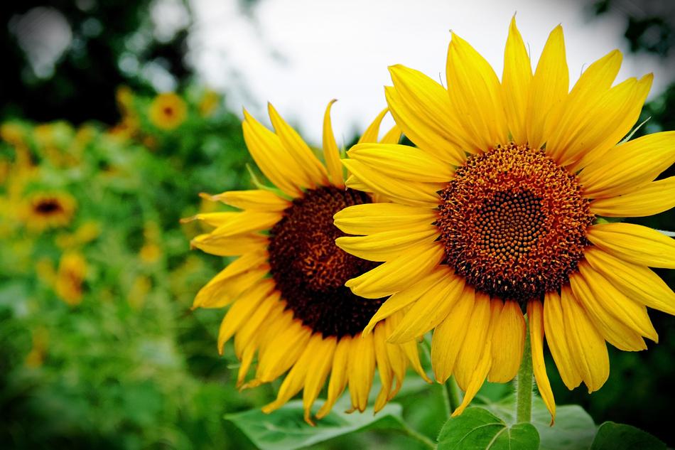 Sunflowers on meadow nature