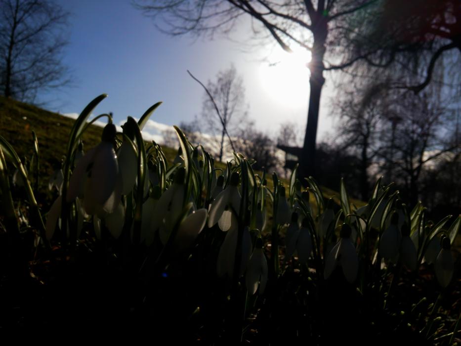 little green blades of grass in the sunlight.