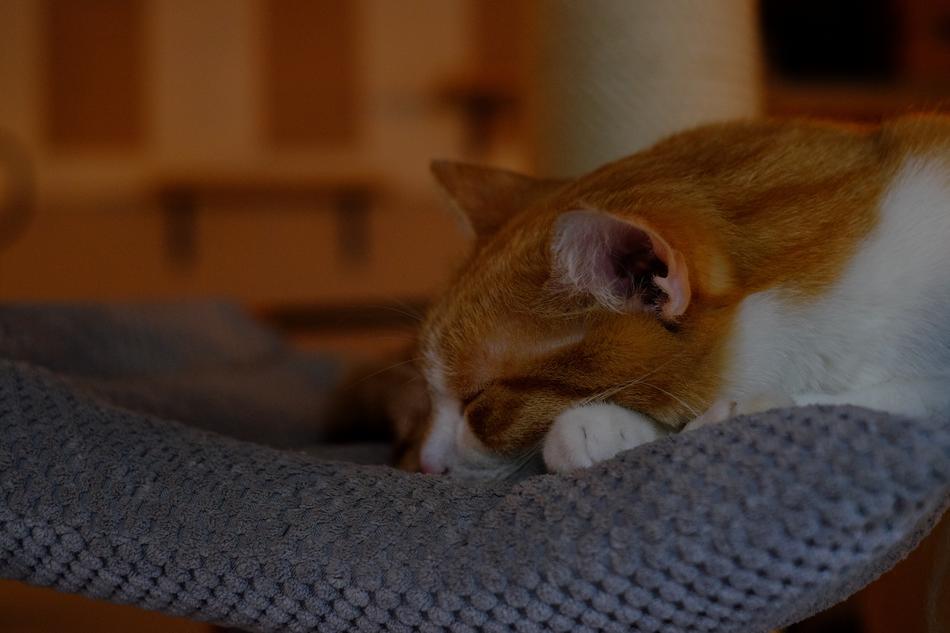 Animals Adorable Bed