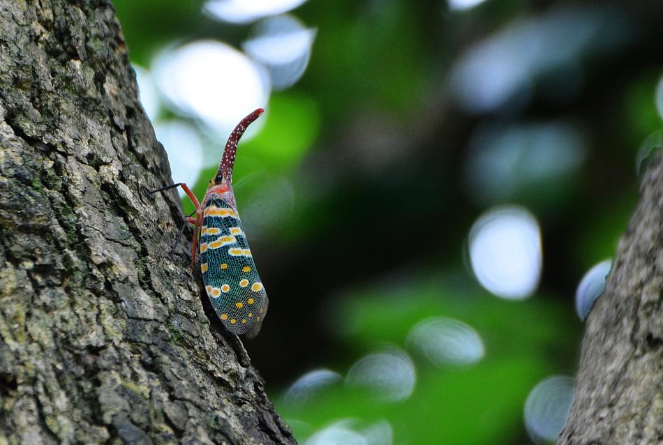 Insect Weevil The Tree On