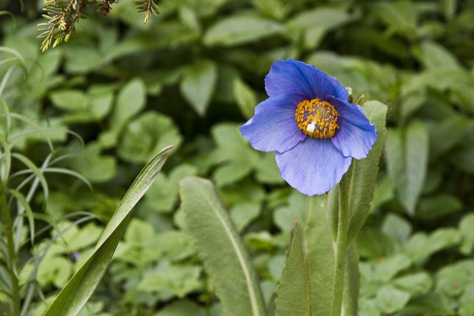 Flower Blue Floral