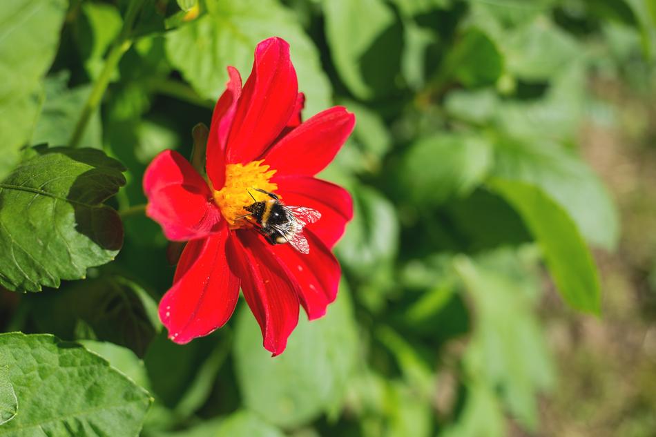 Bumblebee in Nature