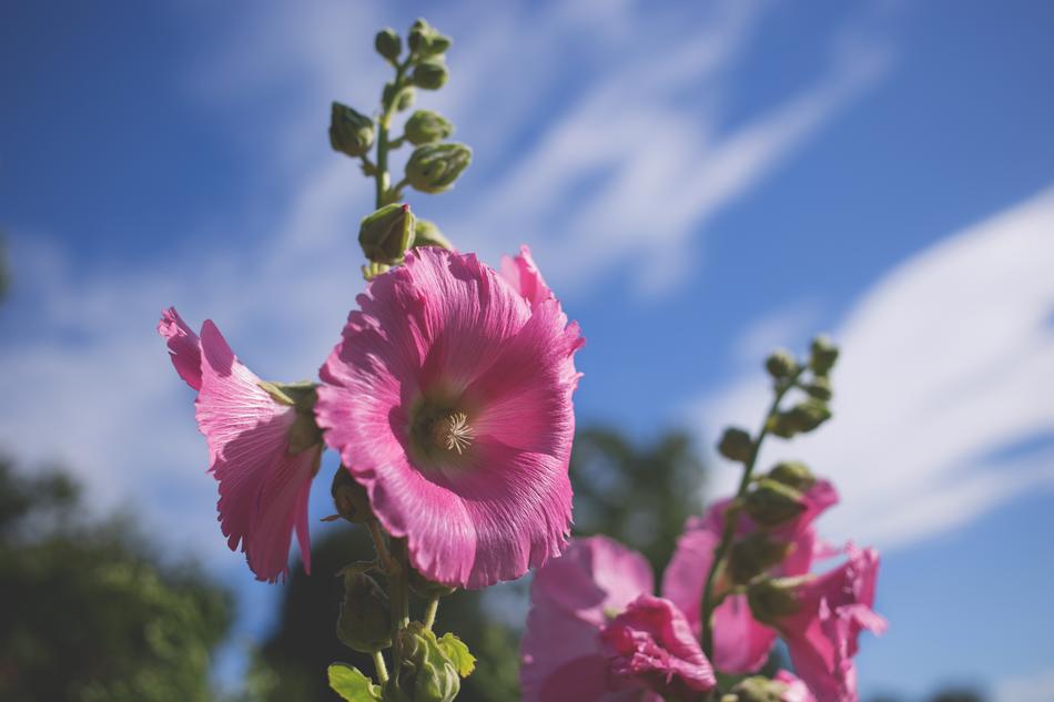 pink wildflowers are beautiful magical flowers