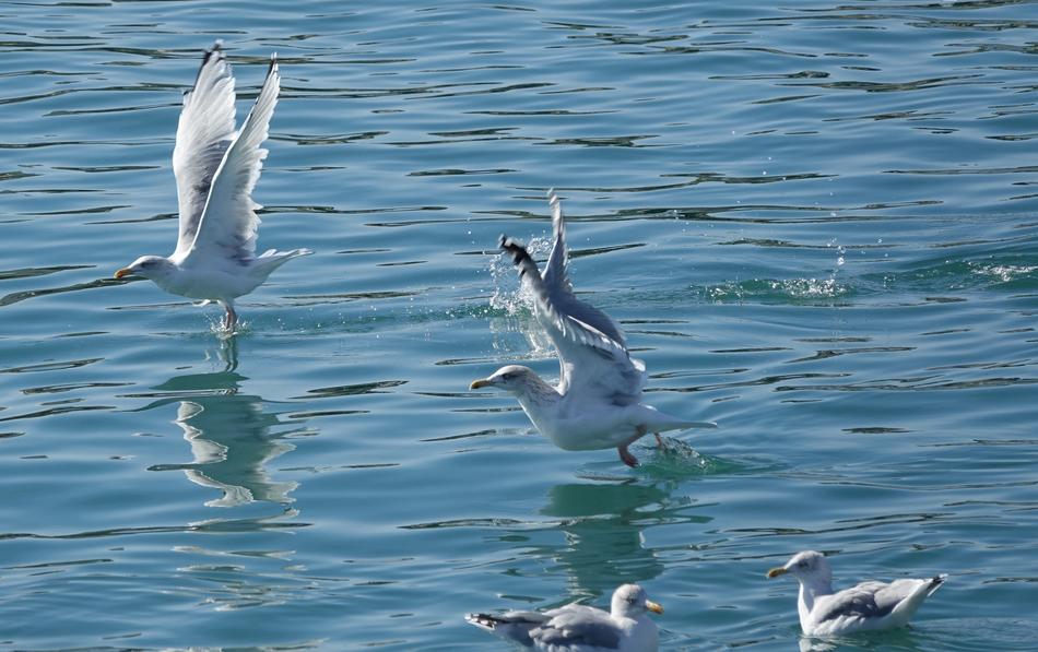 Body Of Water Bird The Seagulls In
