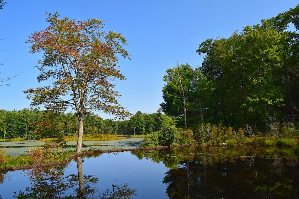 Pond Tree Reflection