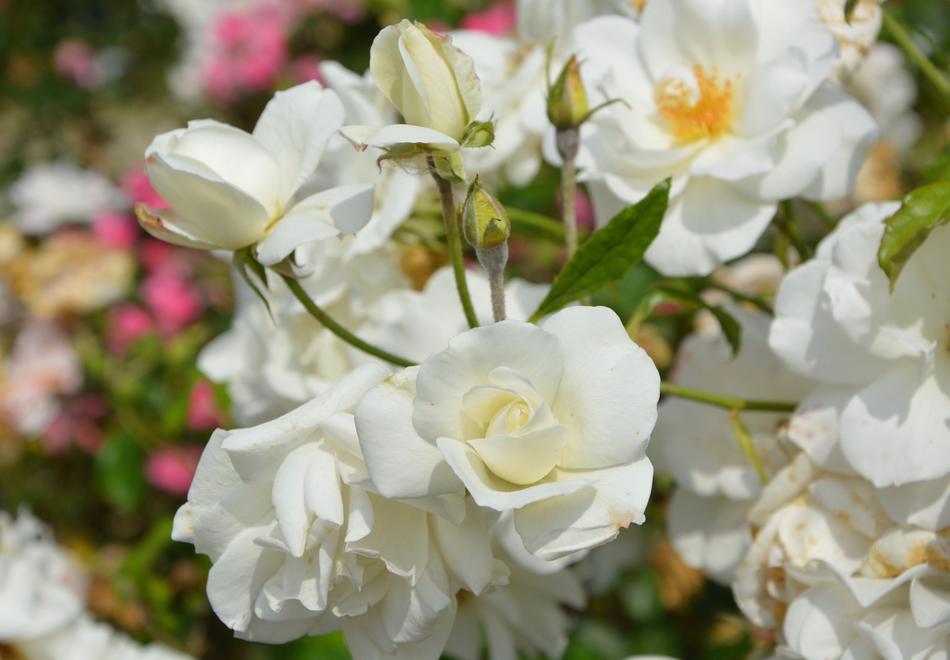 Bouquet Of White Roses Flowers