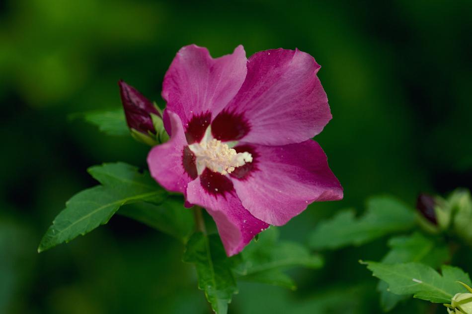 purple Flower Violet in the Garden