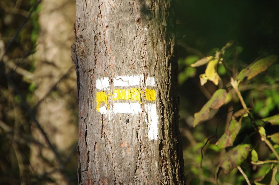 tree sign in the woods