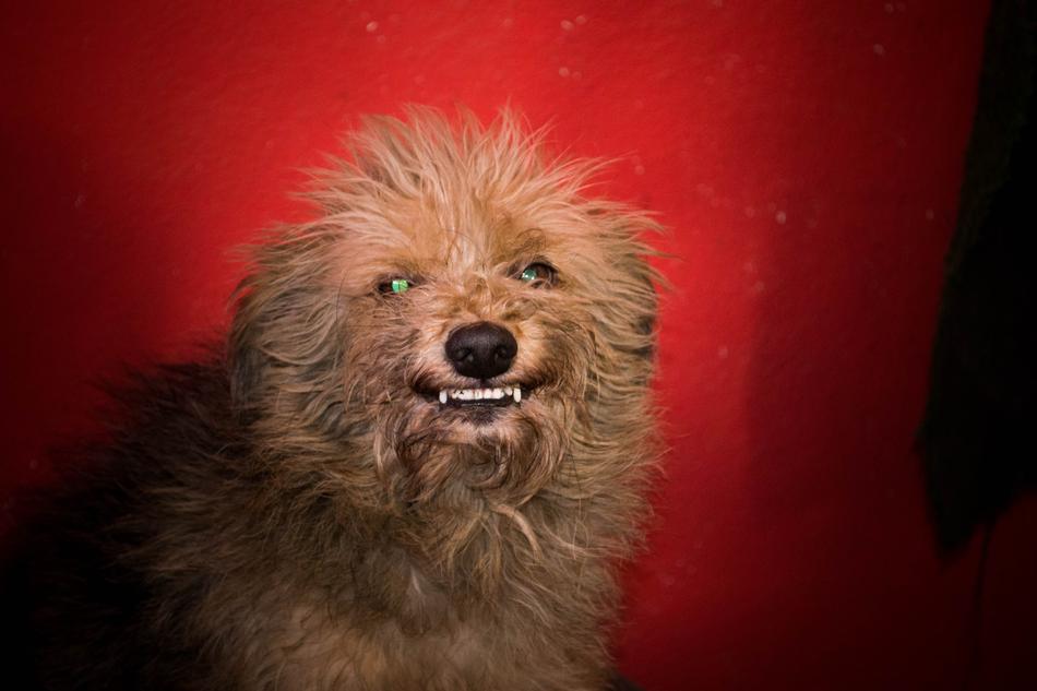 portrait of Dog Cachorro Pet