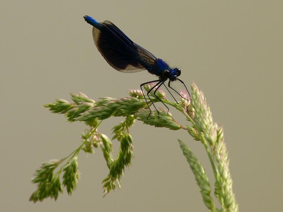 a little bird on green wheat