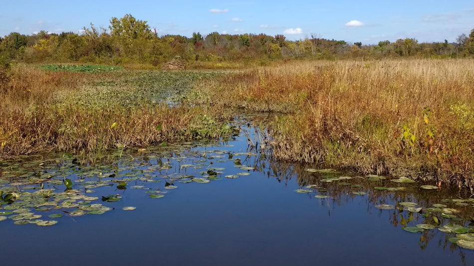 Pond Waterlily scenery