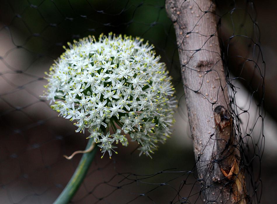a white flower near the branches