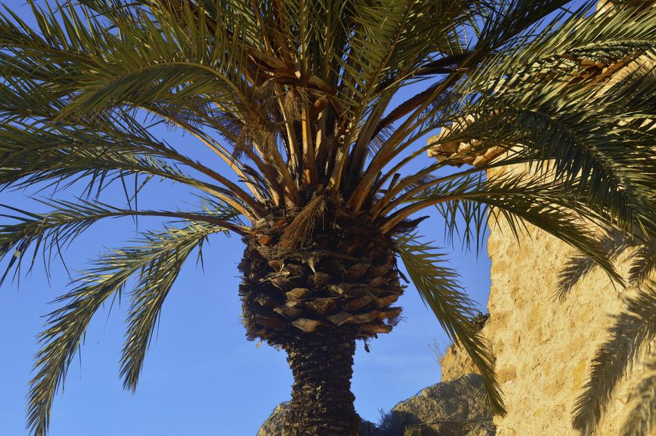 Palm Tree Leaves Of