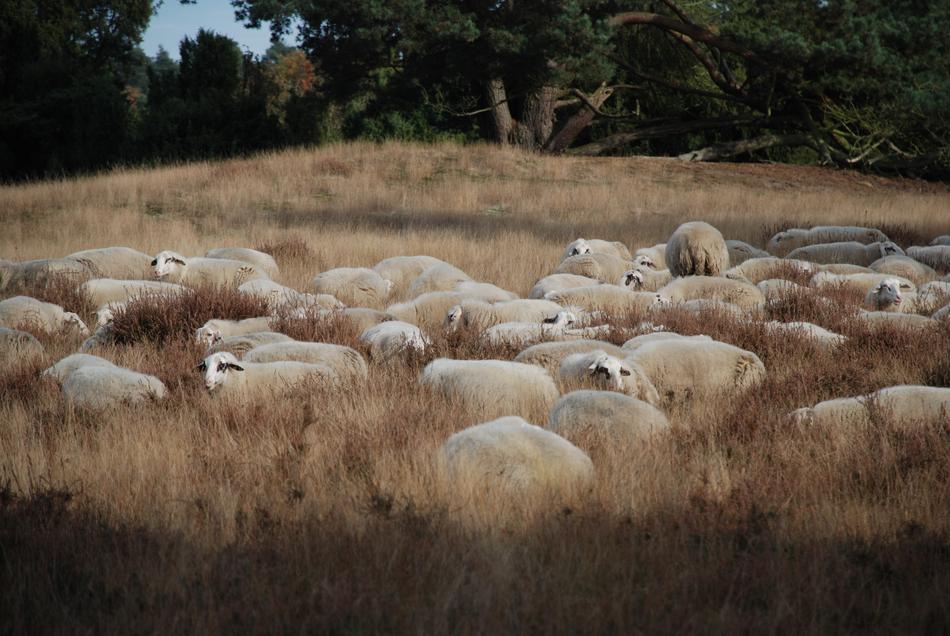 Sheep Heide Flock on field