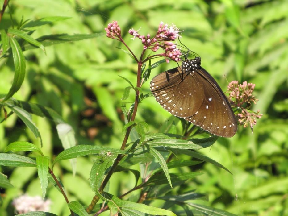 Butterfly Plant Insect