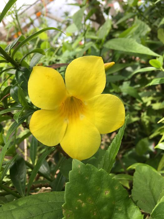 Yellow Bell Flower closeup photo