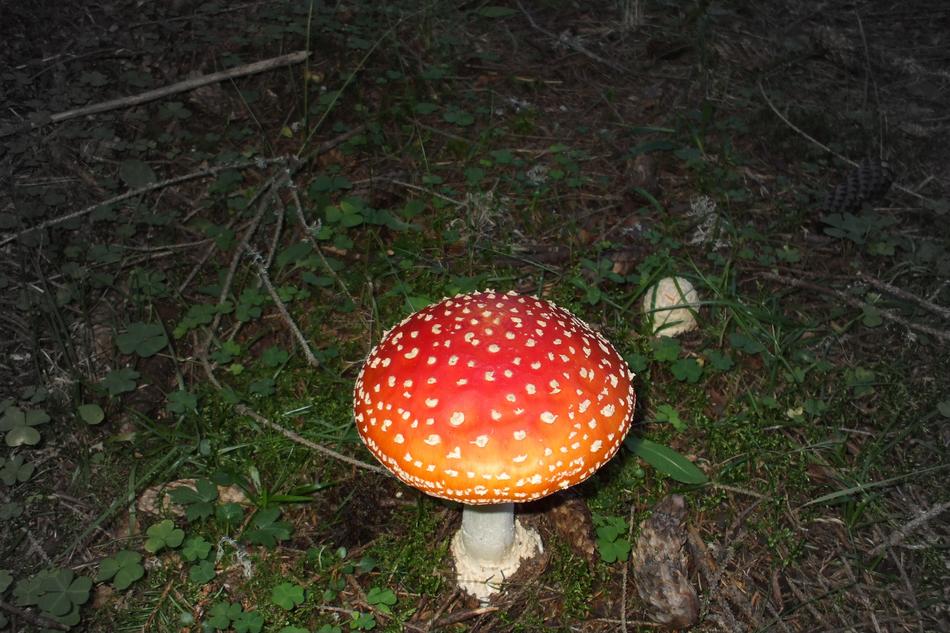Mushroom Bad