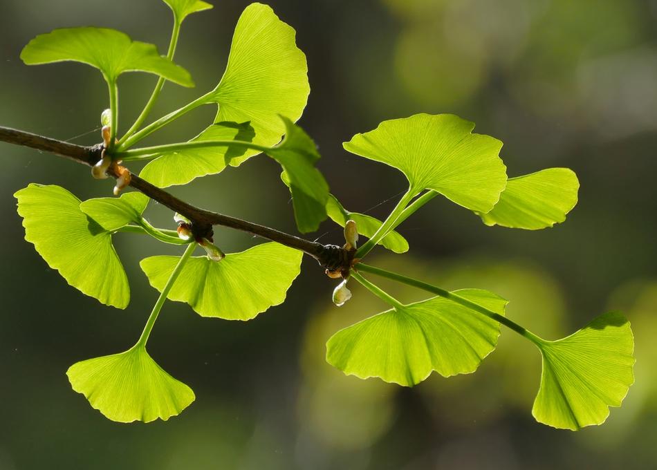 leaves green green beautiful light