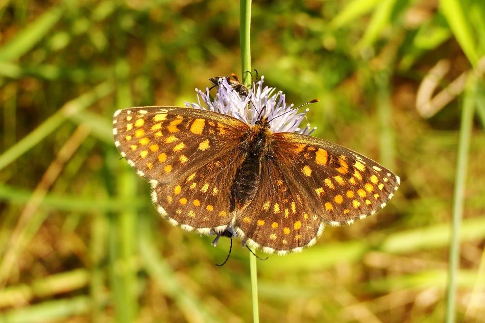 big yellow butterfly