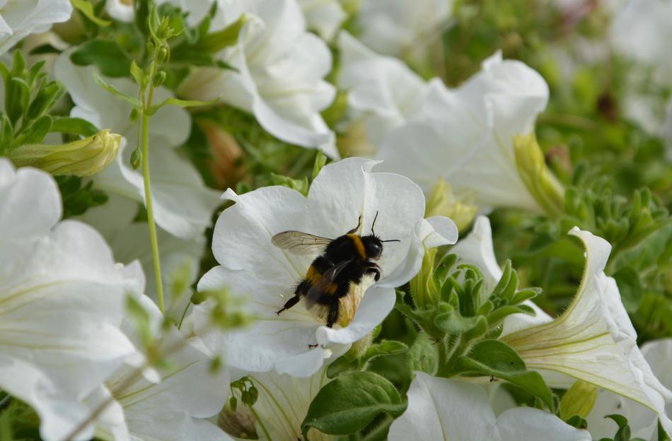 bee on white petunia bud